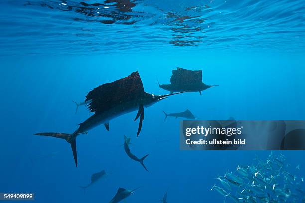 Atlantic Sailfish, Istiophorus albicans, Isla Mujeres, Yucatan Peninsula, Caribbean Sea, Mexico