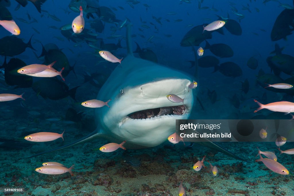 Bull Shark, Carcharhinus leucas, Beqa Lagoon, Viti Levu, Fiji