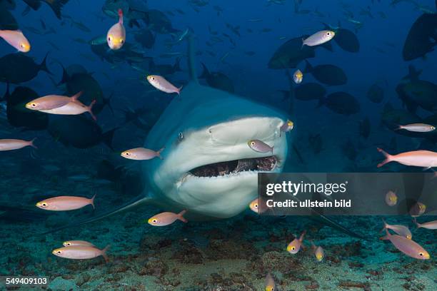 Bull Shark, Carcharhinus leucas, Beqa Lagoon, Viti Levu, Fiji