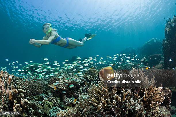 Free diving over Coral Reef, Amed, Bali, Indonesia