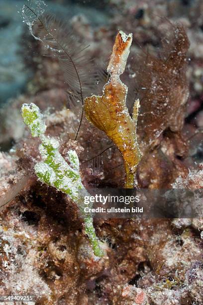 Pair of Ghost Pipefish, Solenostomus halimeda, Namena Marine Reserve, Fiji