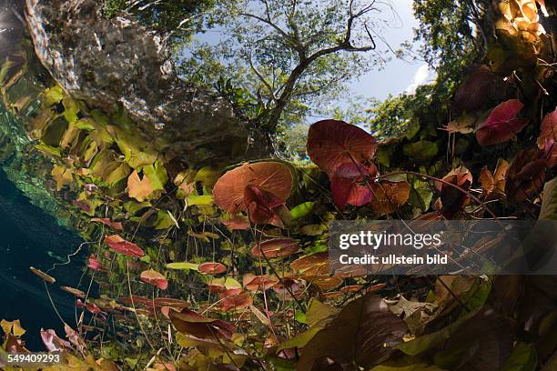 Water Lilies in Gran Cenote, Tulum, Yucatan Peninsula, Mexico