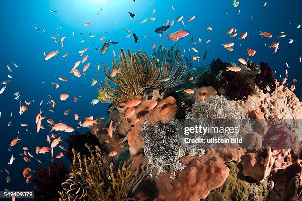 Anthias over Coral Reef, Pseudanthias squamipinnis, Amed, Bali, Indonesia