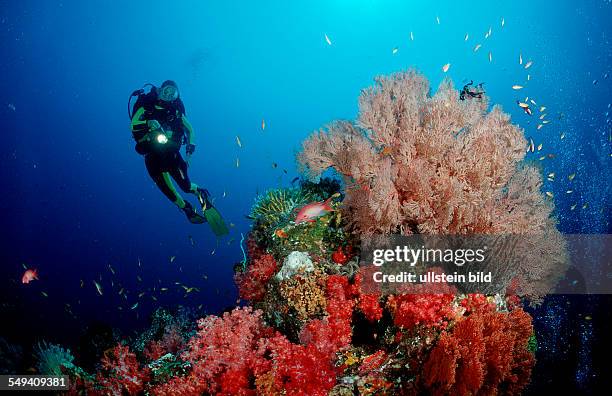 Scuba diver and coral reef, Thailand, Indian Ocean, Phuket, Similan Islands, Andaman Sea