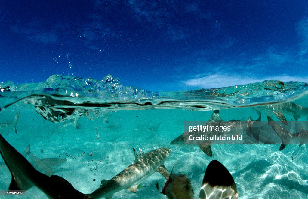 Blacktip reef shark, Carcharhinus melanopterus, Malaysia, Pazifik, Pacific ocean, Borneo, Lankayan