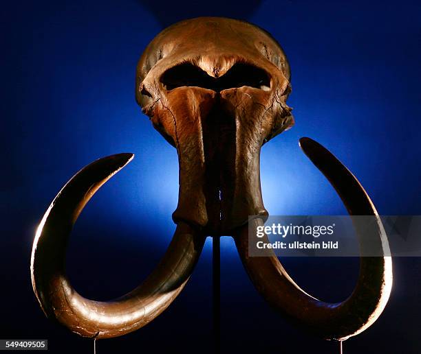 Deutschland. Bottrop, Austellung der Ur- und Ortsgeschichte im Museum Quadrat. Das Mammut , hier der bei Haltern gefundene Schaedel eines...