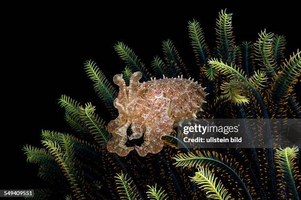 Cuttlefish in Crinoid, Sepia sp., Alam Batu, Bali, Indonesia