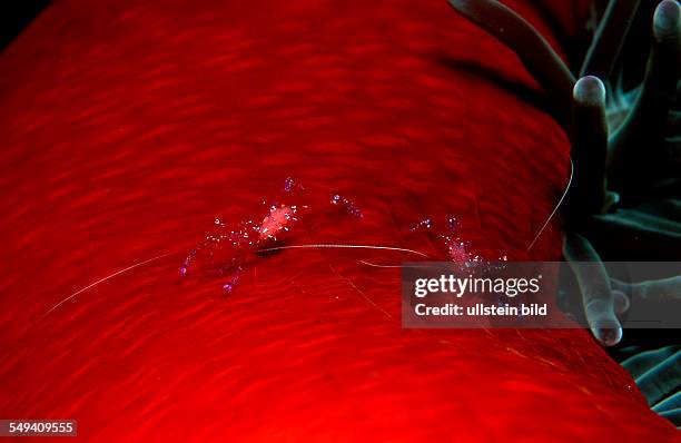 Shrimp in anemone, Periclimenes tosaensis, Australia, Pacific Ocean, Great Barrier Reef