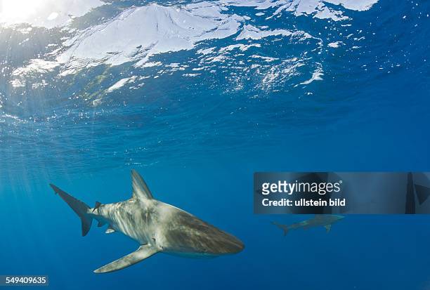 Galapagos Sharks, Carcharhinus galapagensis, Maui, Hawaii, USA