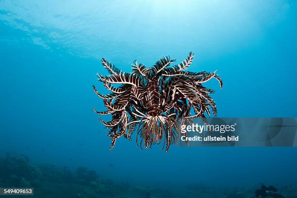 Crinoid hover over Reef, Comantheria sp., Alam Batu, Bali, Indonesia