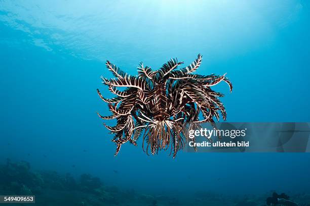 Crinoid hover over Reef, Comantheria sp., Alam Batu, Bali, Indonesia