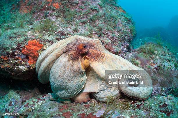 Common Octopus over Reef, Octopus vulgaris, Cap de Creus, Costa Brava, Spain