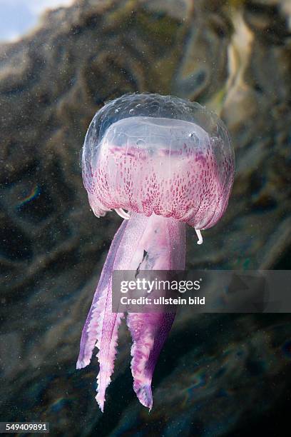 Mauve Stinger Jellyfish, Pelagia noctiluca, Cap de Creus, Costa Brava, Spain