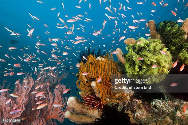 Pacific Flame Anthias in Coral Reef, Pseudanthias dispar, Amed, Bali, Indonesia