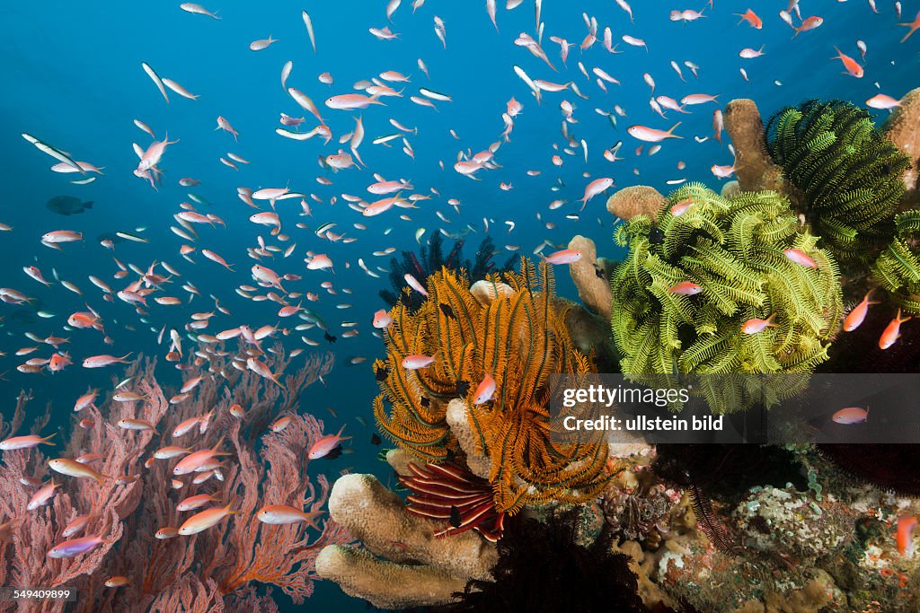 Pacific Flame Anthias in Coral Reef, Pseudanthias dispar, Amed, Bali, Indonesia