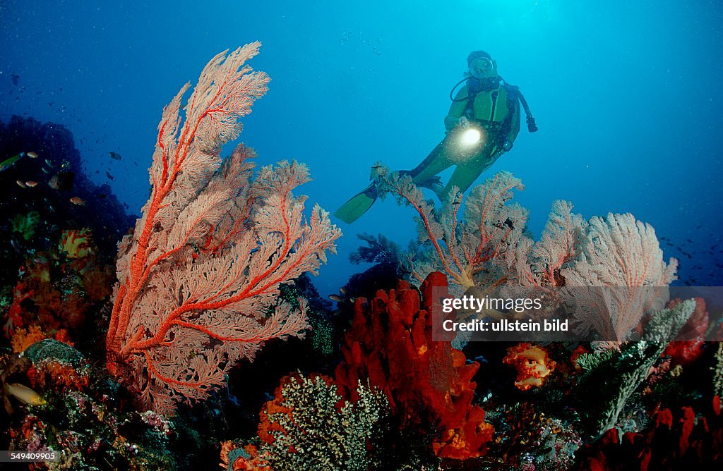 Scuba diver and coral reef, Indonesia, Indian Ocean, Komodo National ...