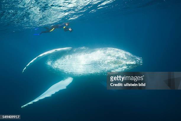 Snorkeler and Humpback Whale, Megaptera novaeangliae, Silver Bank, Atlantic Ocean, Dominican Republic