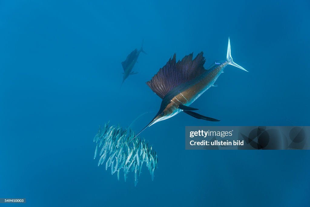 Sailfish hunting Sardines, Istiophorus albicans, Isla Mujeres, Yucatan Peninsula, Caribbean Sea, Mexico