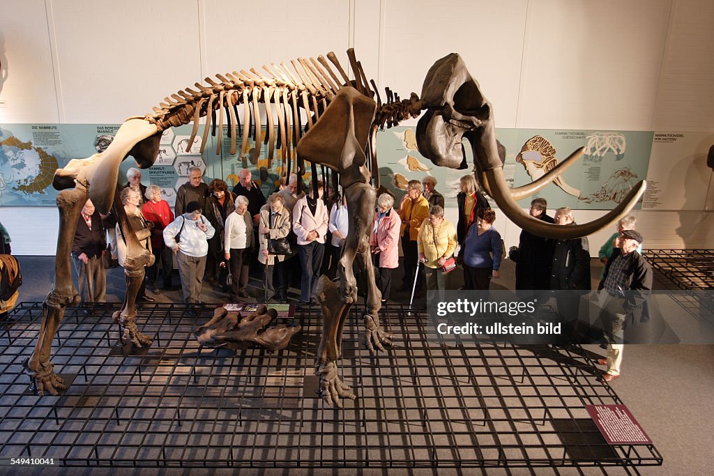 DEU, Germany, NRW, Bottrop: Exhibition of the prehistory and local history at the museum called QUADRAT. A mammoth (mammuthus primigenius)