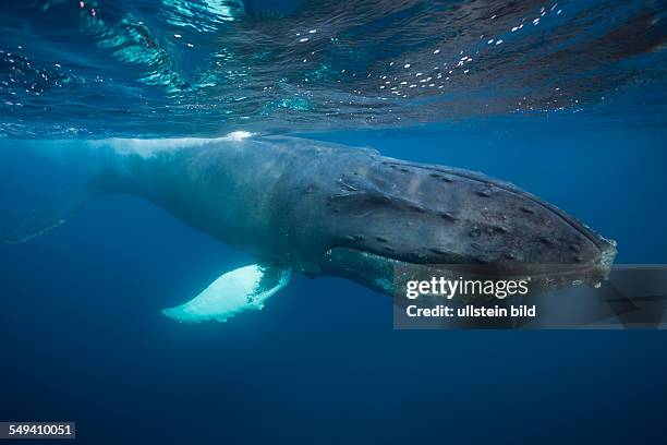 Humpback Whale, Megaptera novaeangliae, Silver Bank, Atlantic Ocean, Dominican Republic