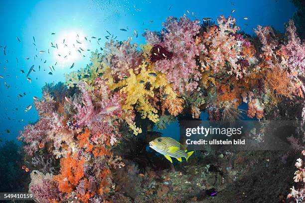 Yellow-ribbon Sweetlips between Soft Corals, Plectorhinchus polytaenia, Raja Ampat, West Papua, Indonesia