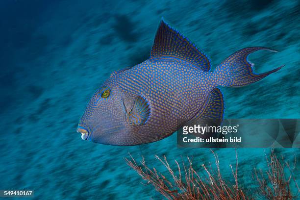 Blue Triggerfish, Pseudobalistes fuscus, Namena Marine Reserve, Fiji