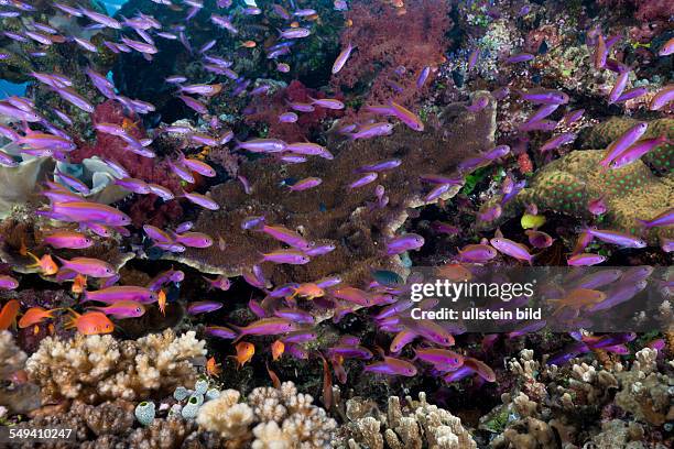 Slender Basslets in Coral Reef, Luzonichthys whitleyi, Makogai, Lomaviti, Fiji