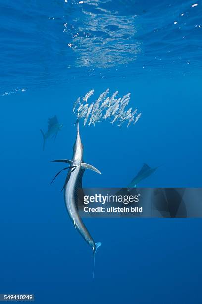 Atlantic Sailfish hunts Sardines, Istiophorus albicans, Isla Mujeres, Yucatan Peninsula, Caribbean Sea, Mexico