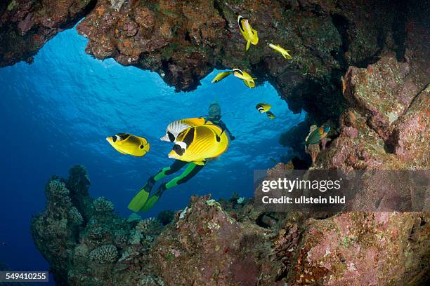 Racoon-Butterflyfishes and Diver, Chaetodon lunula, Cathedrals of Lanai, Maui, Hawaii, USA