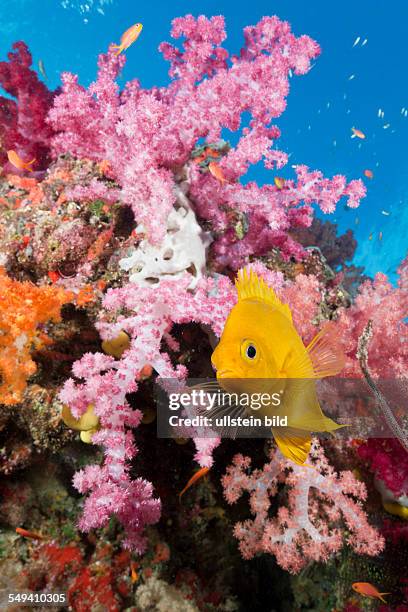 Golden Damsel in Coral Reef, Amblyglyphidodon aureus, Gau, Lomaiviti, Fiji