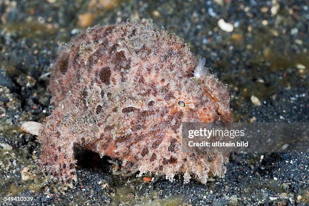 Hispid Frogfish, Antennarius hispidus, Lembeh Strait, North Sulawesi, Indonesia