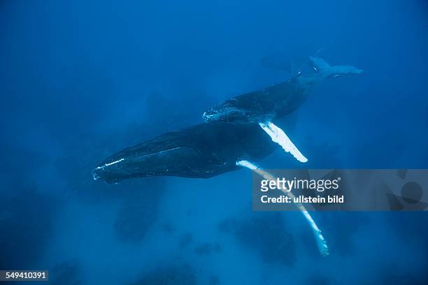 Humpback Whale, Mother and Calf, Megaptera novaeangliae, Silver Bank, Atlantic Ocean, Dominican Republic