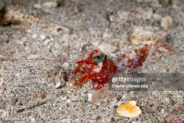 Shrimp, Metapenaeopsis lamellata, Raja Ampat, West Papua, Indonesia