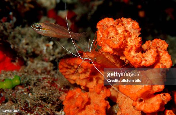 Grabham's cleaner shrimp cleaning cardinafish, Lysmata grabhami, Maldives Island, Indian Ocean, Ari Atol