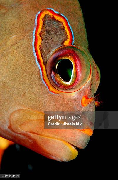 Arc-eye hawkfish, Paracirrhitus arcatus, Maldives Island, Indian Ocean, Ari Atol, Maayafushi