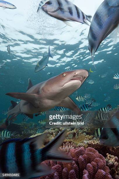 Whitetip Reef Shark, Triaenodon obesus, Beqa Lagoon, Viti Levu, Fiji