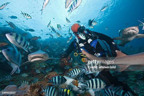 Whitetip Reef Shark at Shark Feeding, Triaenodon obesus, Beqa Lagoon, Viti Levu, Fiji