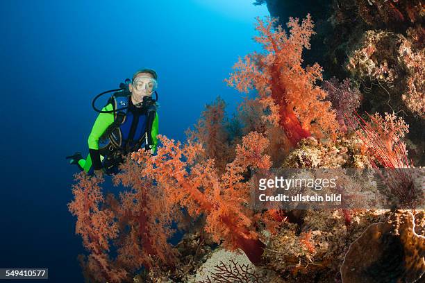 Scuba Diver and red Soft Corals, Dendronephthya sp., Wakaya, Lomaiviti, Fiji