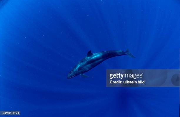 False Killer Whale, Pseudorca crassidens, Papua New Guinea, Pacific ocean