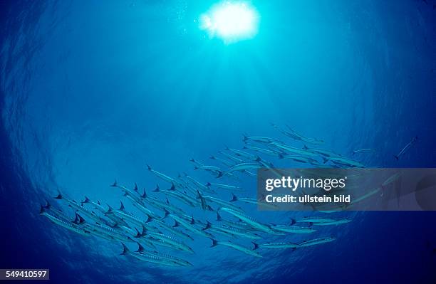 Blackfin barracuda, Sphyraena qenie, Philippinen, Pacific ocean