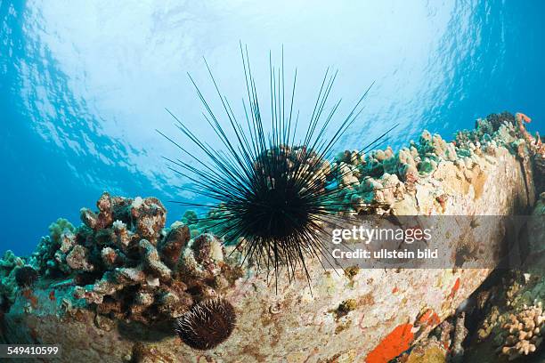 Diadema Sea Urchin, Diadema paucispinum, Molokini Crater, Maui, Hawaii, USA