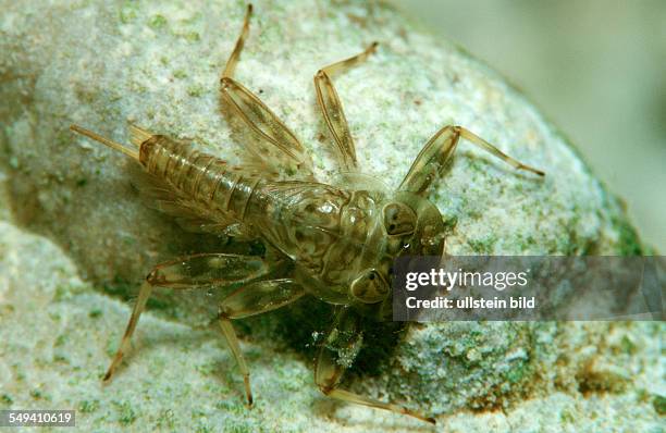 Plecoptera Examples Plecoptera Photos and Premium High Res Pictures - Getty Images