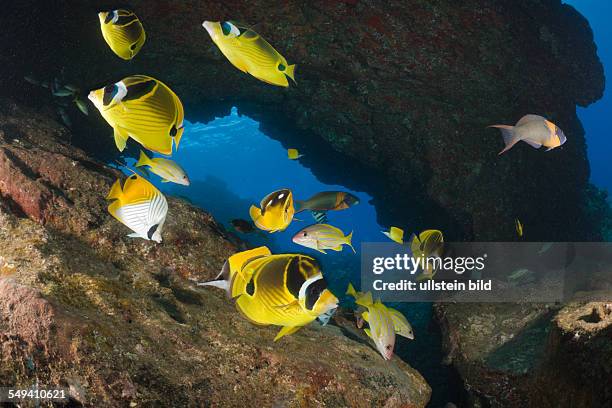 Racoon-Butterflyfishes, Chaetodon lunula, Cathedrals of Lanai, Maui, Hawaii, USA