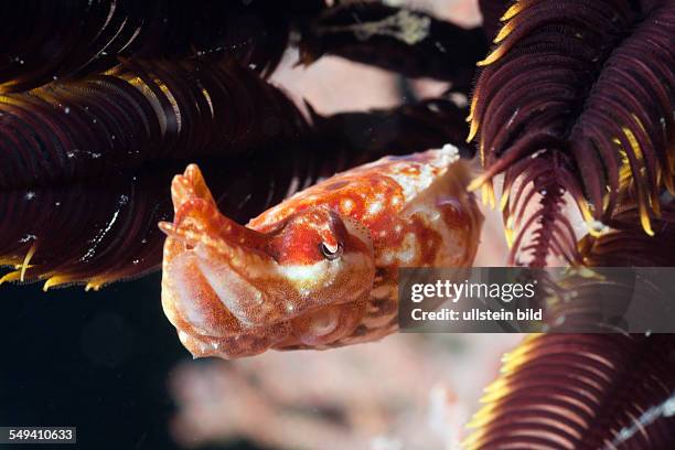 Crinoid Cuttlefish between Crinoid Arms, Sepia sp. I, Raja Ampat, West Papua, Indonesia