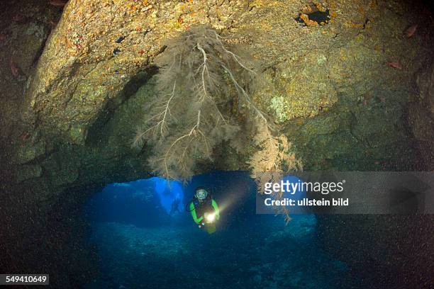 Black Coral in Cave, Cathedrals of Lanai, Maui, Hawaii, USA
