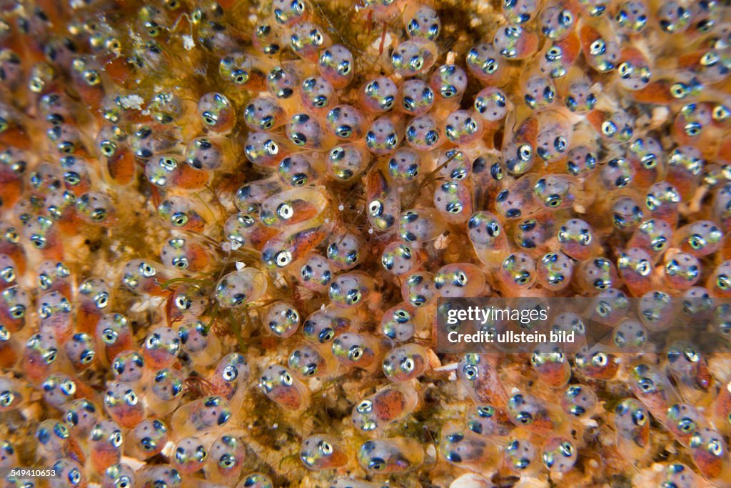 Egg larva of Anemonefish, Amphiprion ocellaris, Lembeh Strait, North Sulawesi, Indonesia