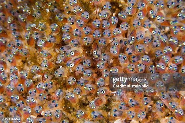 Egg larva of Anemonefish, Amphiprion ocellaris, Lembeh Strait, North Sulawesi, Indonesia