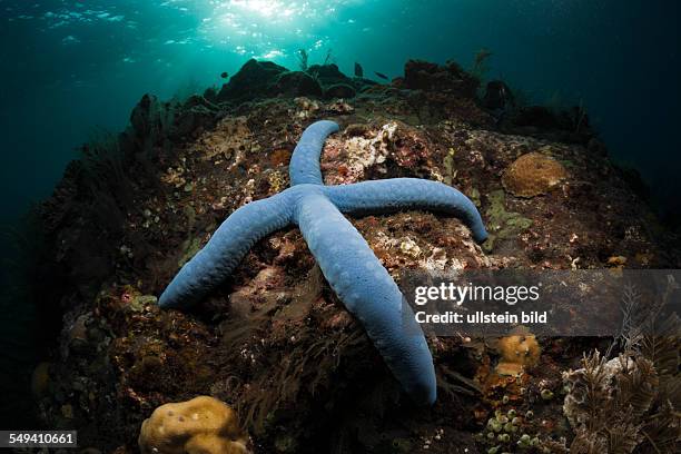 Blue Starfish in Coral Reef, Linckia laevigata, Alam Batu, Bali, Indonesia