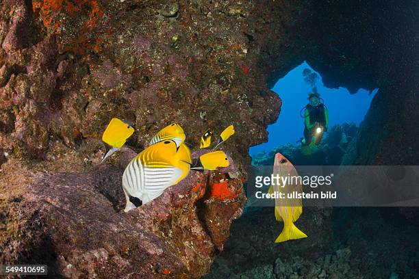 Butterflyfishes and Diver, Chaetodon lunula, Cathedrals of Lanai, Maui, Hawaii, USA
