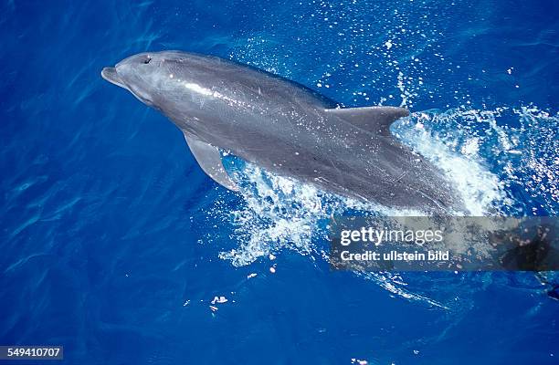 Bottlenose dolphin, Tursiops truncatus,